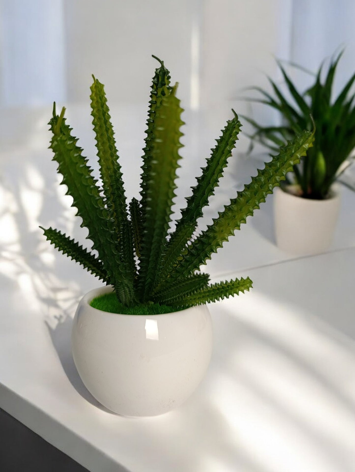 Cactus Plant