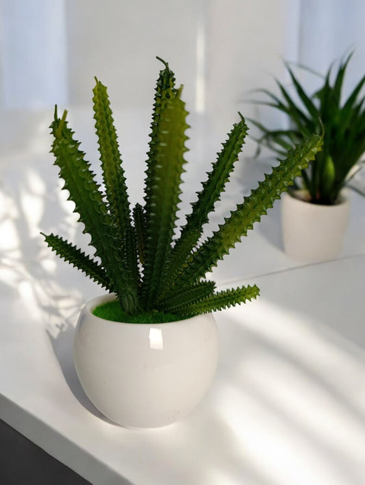 Cactus Plant
