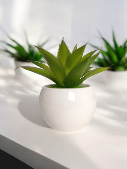 desert green plant & ceramic pot